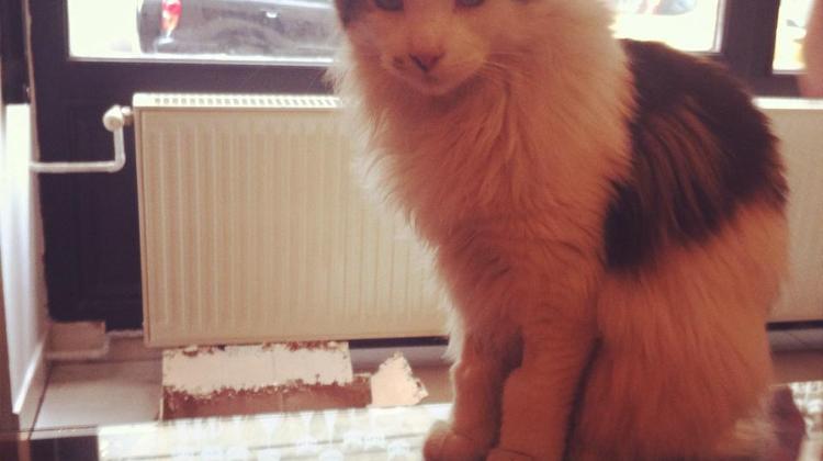 Xpat Opinion: Cat Cafe Budapest