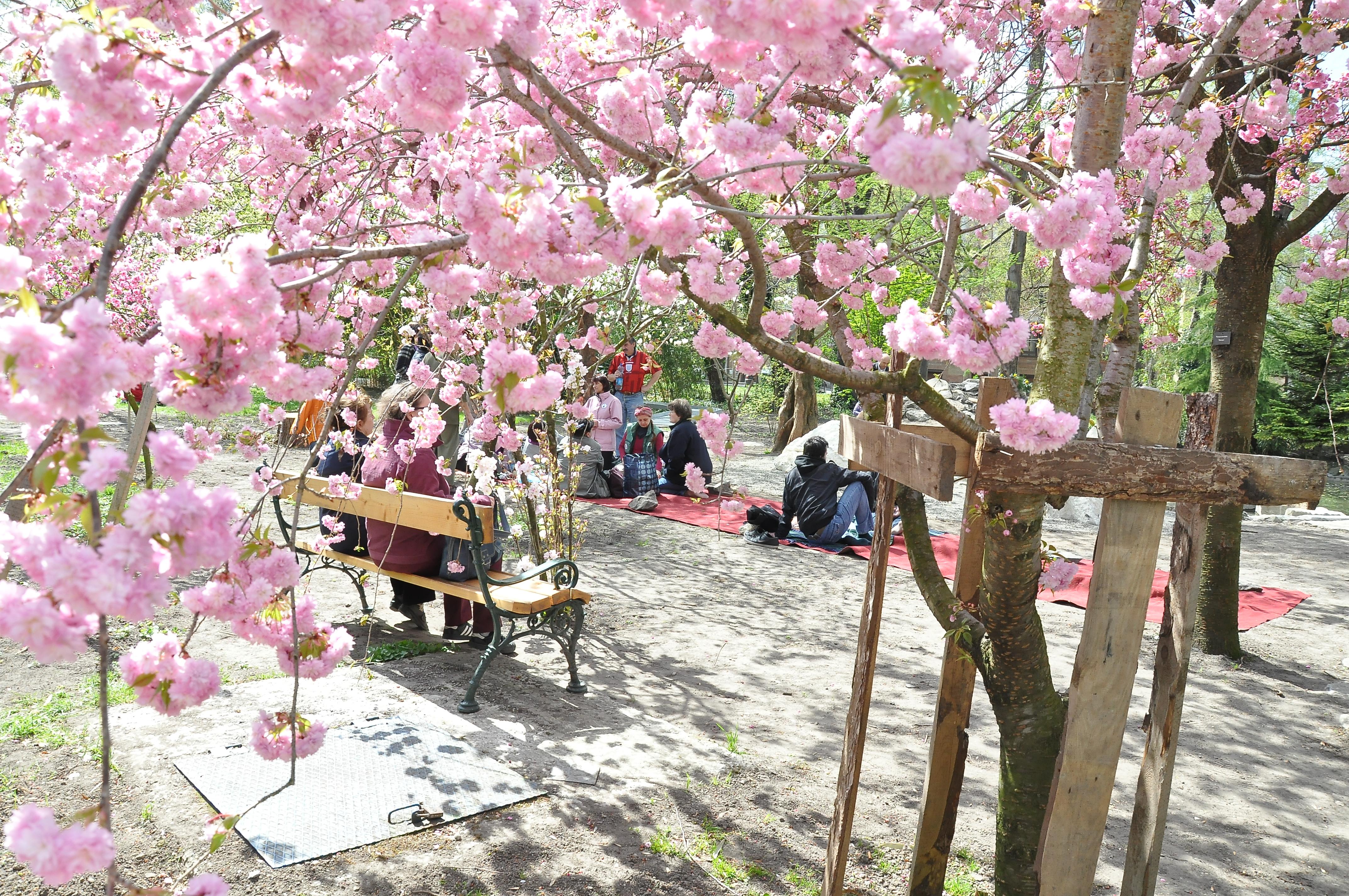 Cherry Blossom / Sakura Festival, Fűvészkert Budapest, 12 - 13 April