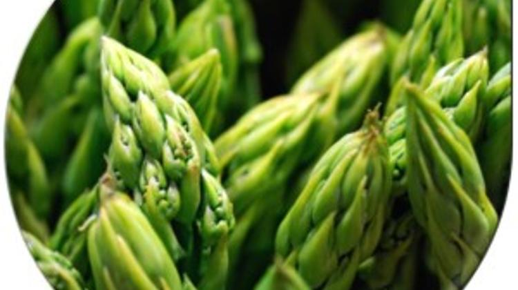 Asparagus Soup, By FirstMed Budapest