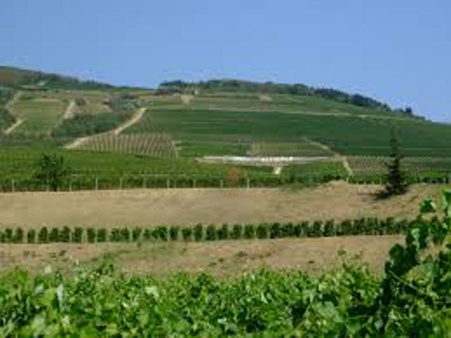 Comprehensive Report By Hungary’s Tokaj Wine Region Council