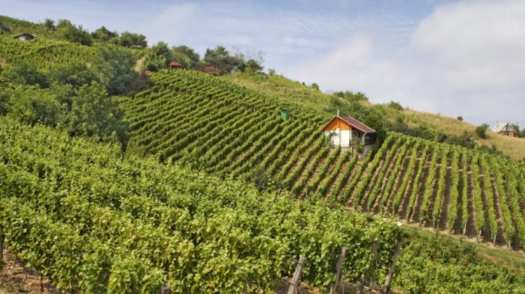 International Wine Congress Begins In Tokaj, Hungary