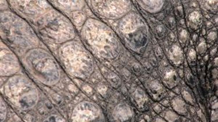 Hungarian Customs Seize Hats Made Out Of Crocodile Skin