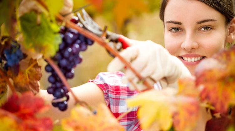 Grape Harvest Brunch @ Corinthia Budapest, 21 September