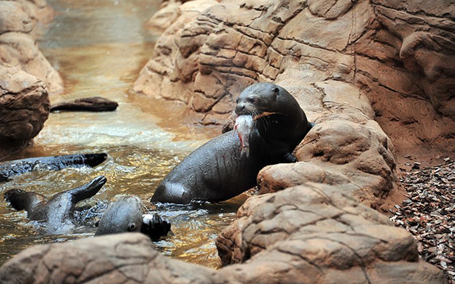 Debut Of Giant Otters In The Budapest Zoo