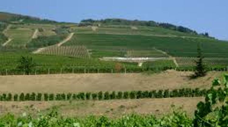 Inventory Chaos At Hungarian State Tokaj Wine Producer