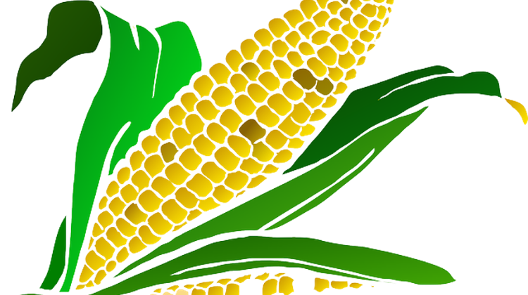 Hungary Welcomes EU Law On GM Crops