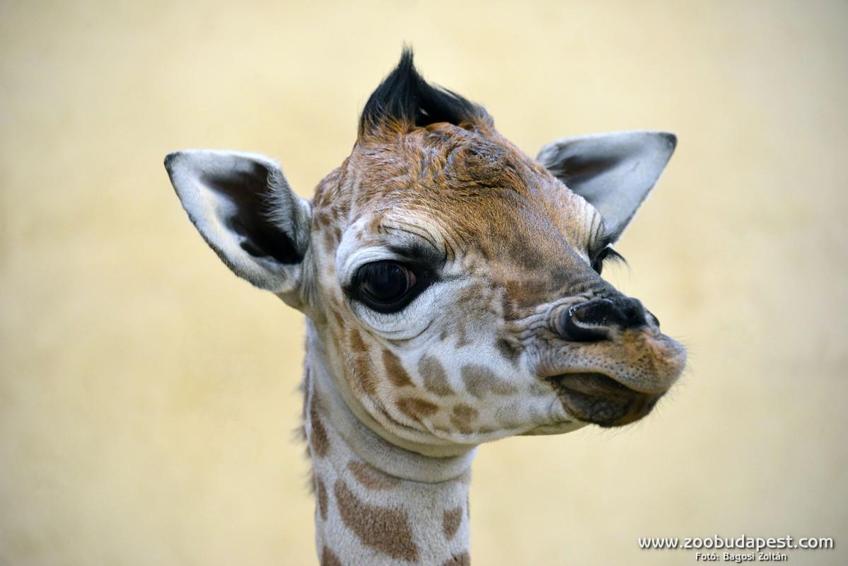 Giraffe Calf Is Born In Budapest Zoo