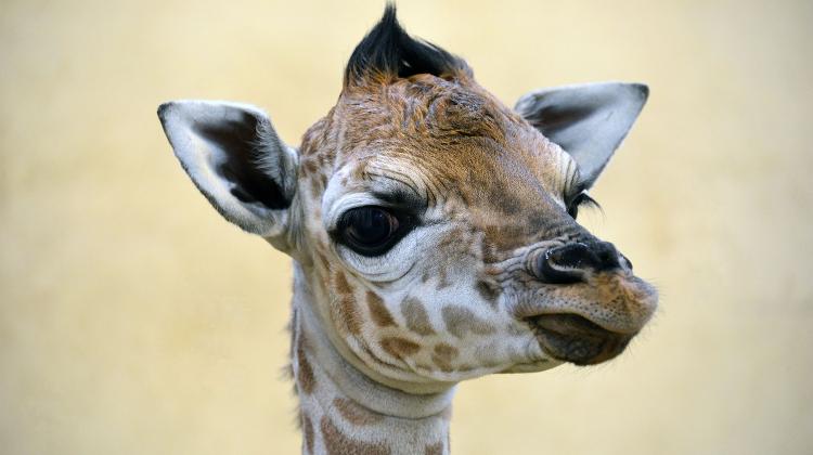 Giraffe Calf Is Born In Budapest Zoo