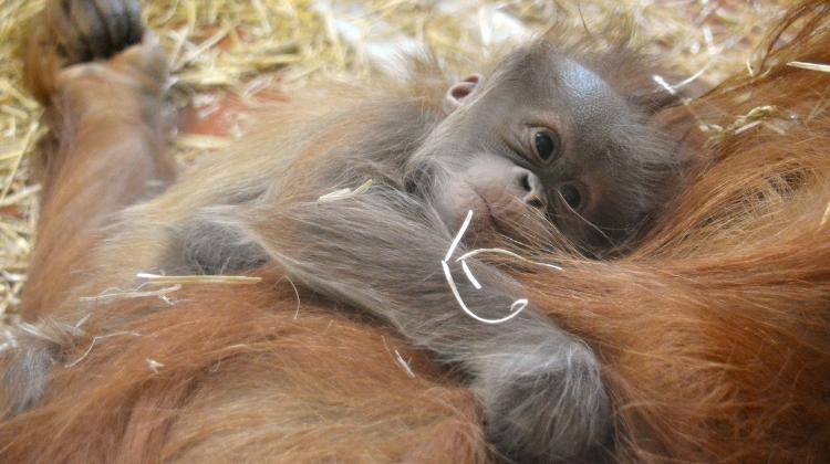 Three Orangutan Kids In Budapest Zoo
