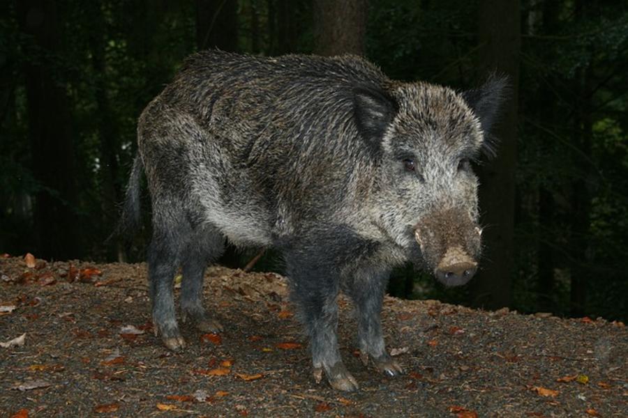Wild Boar Attacks Cyclists In Hungary