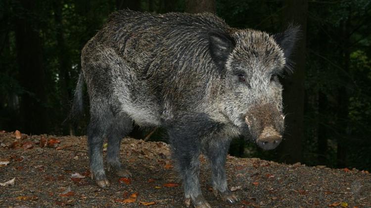 Wild Boar Attacks Cyclists In Hungary