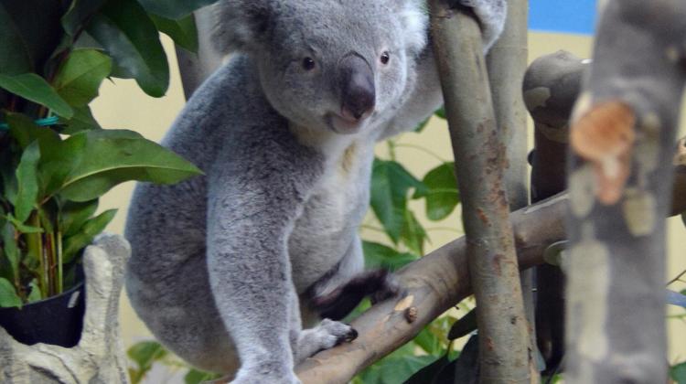 Now On Show: First-Ever Koalas At Budapest Zoo
