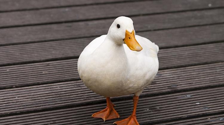 Russia Bans Hungarian Poultry Due To Bird Flu