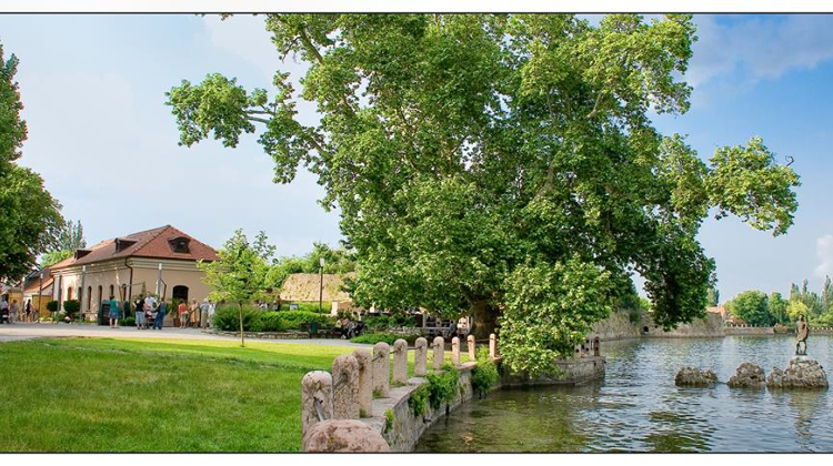 Sycamore Of Tata Second In European Contest