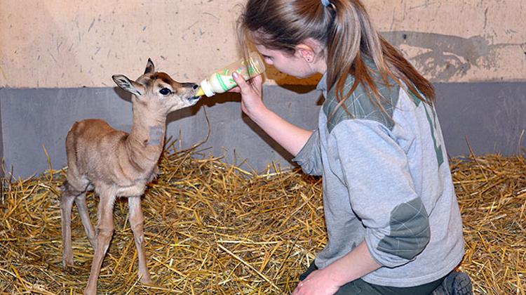 Rare Gazelle In Budapest Zoo