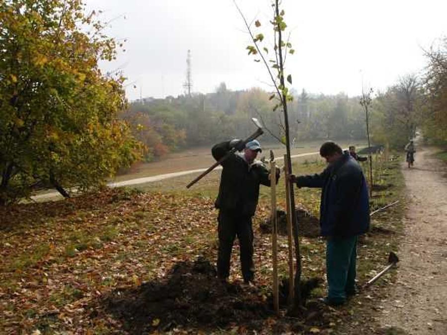 Tree Planted For Every Newborn In Hungary