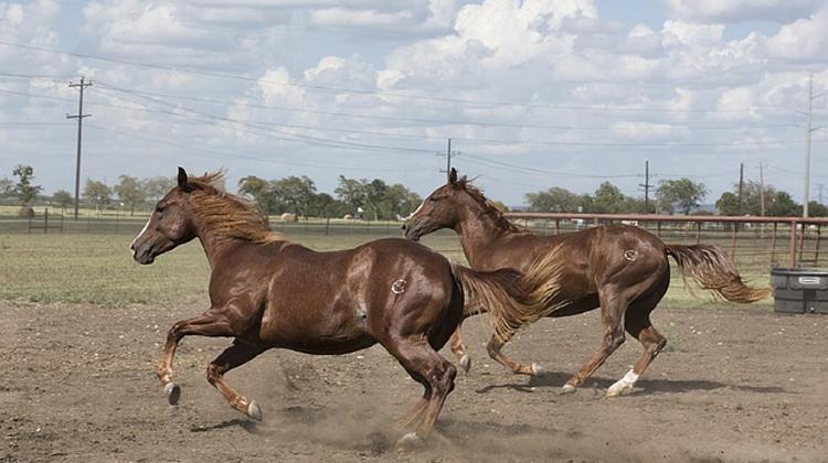 Swamp Fever Hits Hungarian Horses