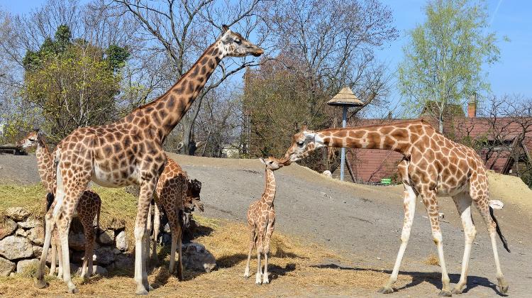 Yet Another Giraffe Calf @ Budapest Zoo