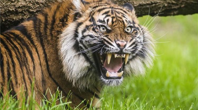 World’s Rarest Type Of Tiger Arrives To Hungarian Zoo