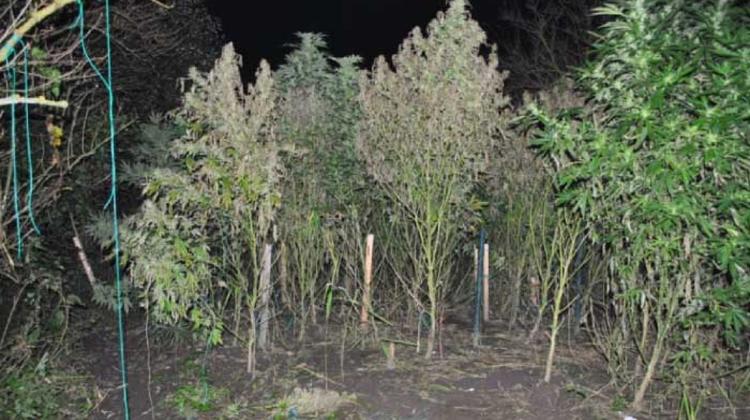 Hungarian Man Arrested For Forcing Slaves To Grow Cannabis