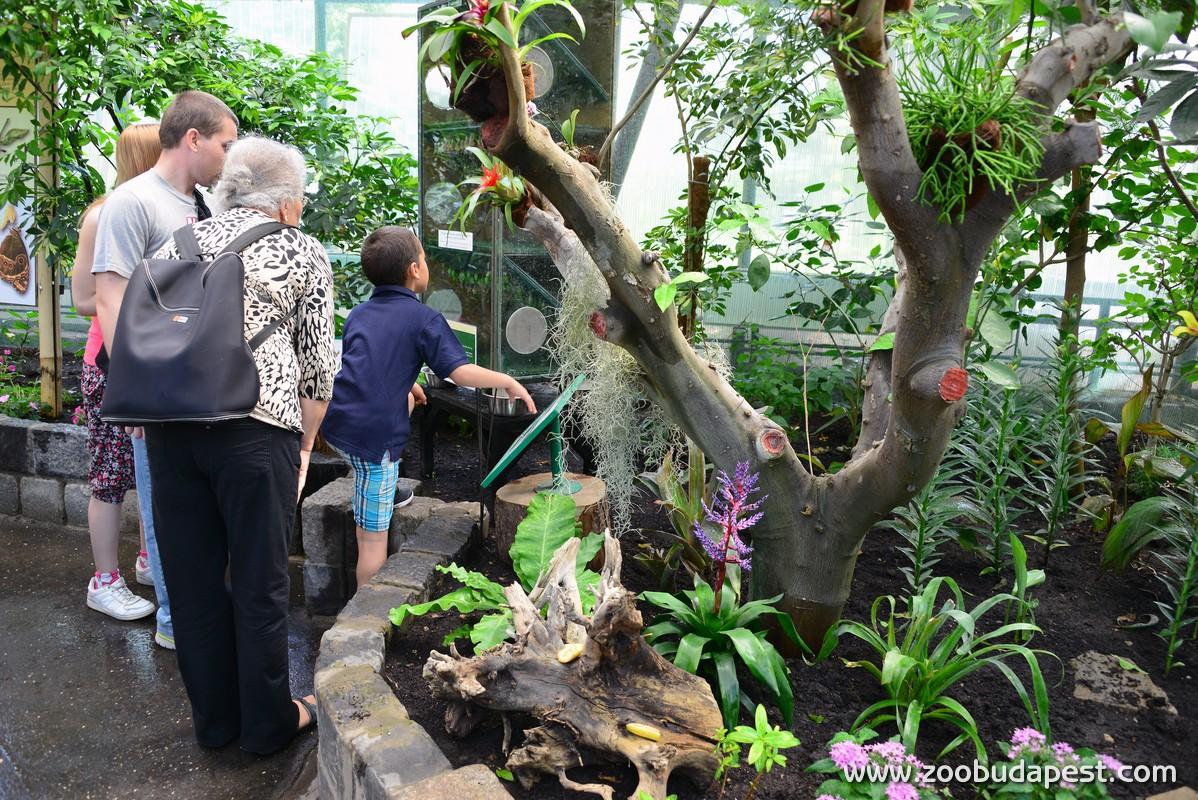 Butterfly Garden  Openes In Budapest Zoo