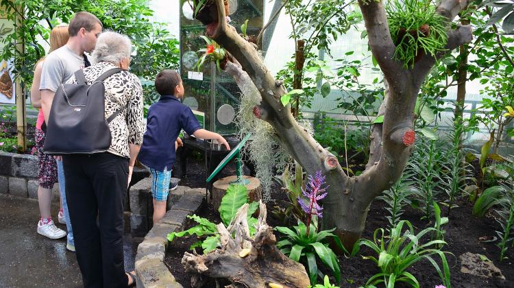 Butterfly Garden  Openes In Budapest Zoo