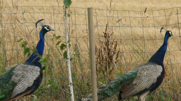 Gift Of The Gab: The Final Of The Finalists, Budapest, 18 September