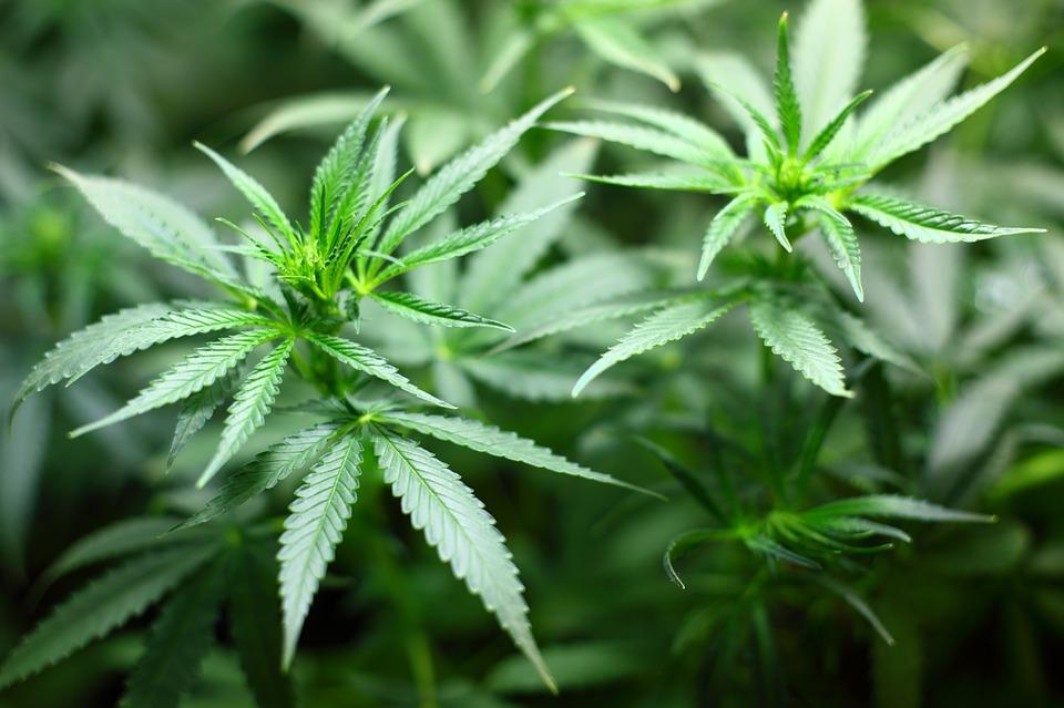 Hungary Health Experts Examining Medical Benefits Of Cannabis