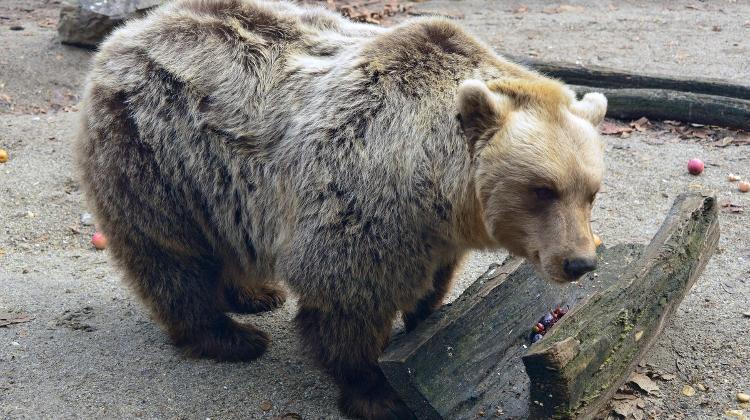 Budapest Bear Festival, 30 January – 2 February