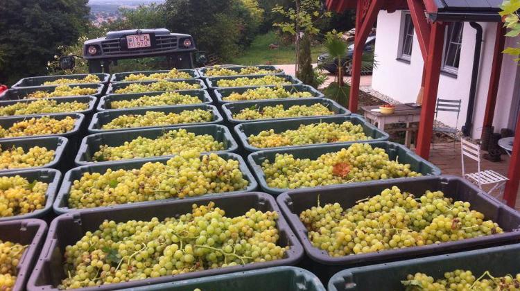 Introducing Cseri Winery Pannonhalma