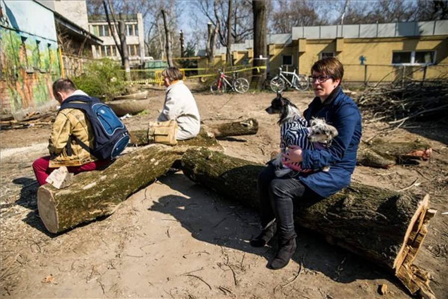 Felling Of Trees In Budapest City Park Halted