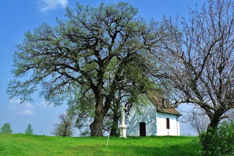 Update: Vote For The Most Lovable Tree In Hungary