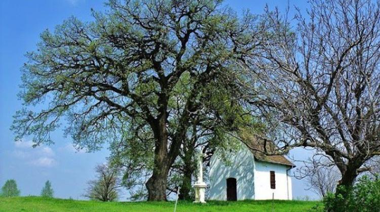 Update: Vote For The Most Lovable Tree In Hungary