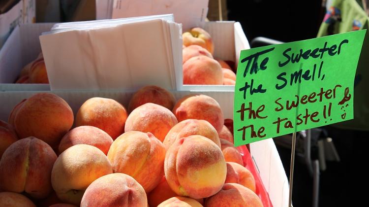 Szeged Market Traders Protest