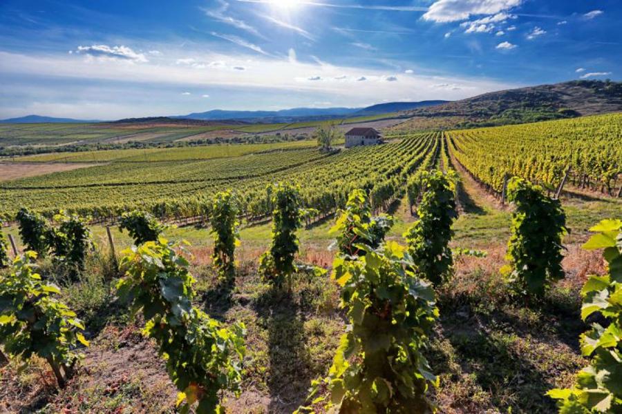 Introducing Hungary's Pajzos Winery
