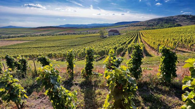 Introducing Hungary's Pajzos Winery