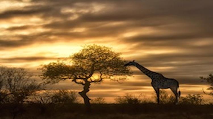 African Days In Central Market Hall Budapest, 21 - 23  June