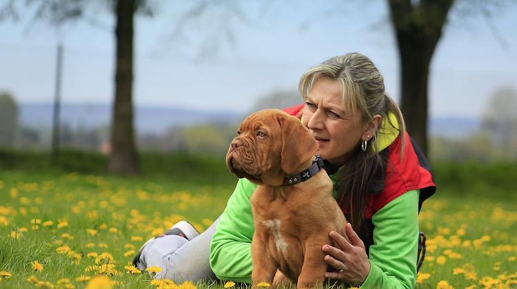 Dogs Use Same Brain Part To Process Words As Humans