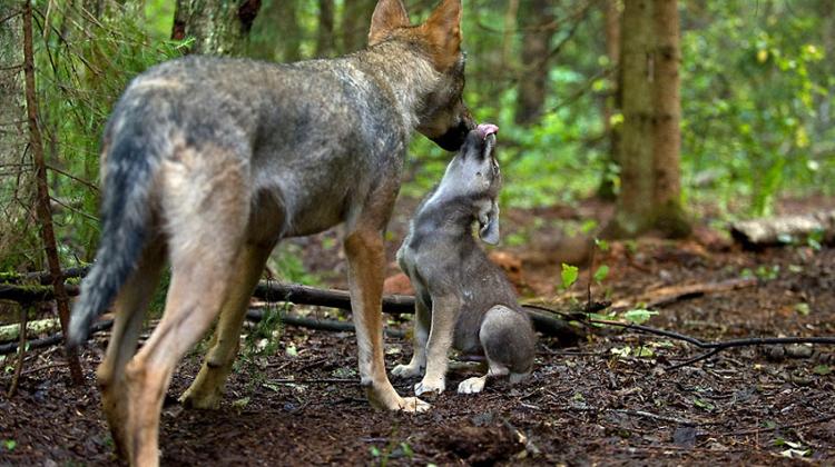 New Wolf Videos Released By WWF Hungary