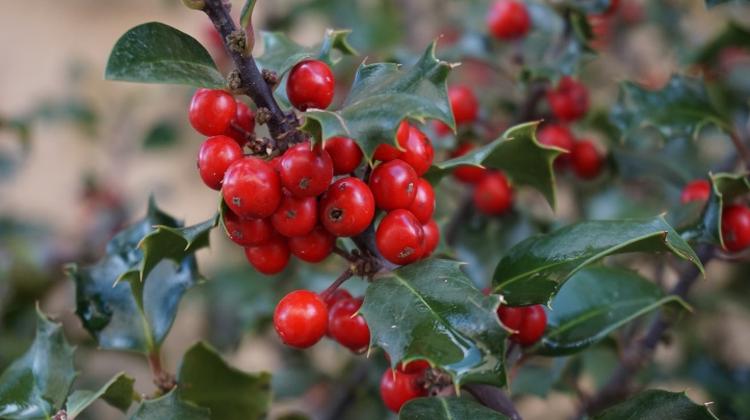Holiday Opening Hours At Budapest Markets