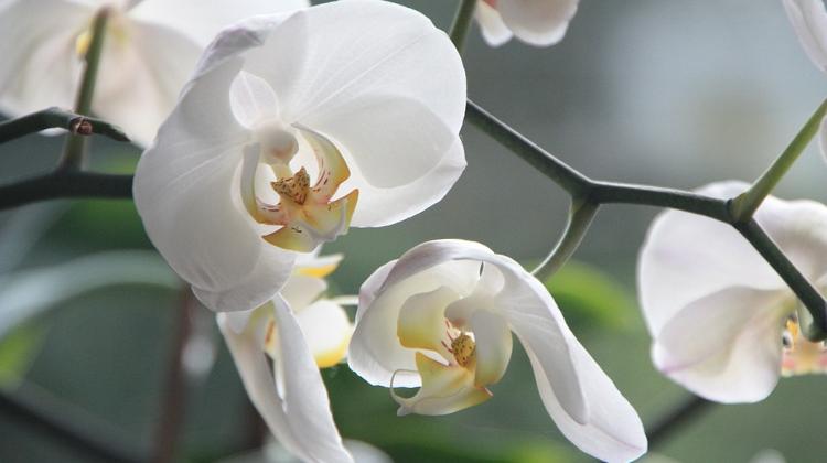 Orchids & Bromelias Expo, Vajdahunyad Castle, 10 - 13 November