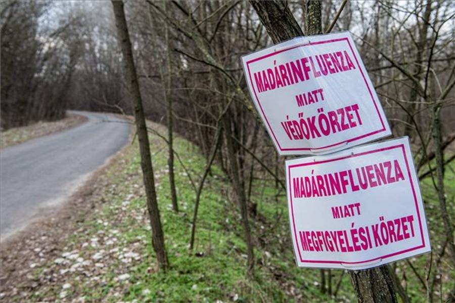 Three Hungarian Counties Dealing With Bird Flu Threat