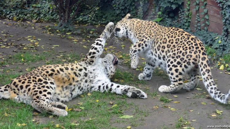 A Gift That Keeps On Giving: A One-Year Pass To Budapest Zoo