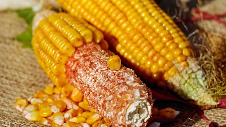 Bad Weather Cuts Hungary Fruit Harvest By One-Third