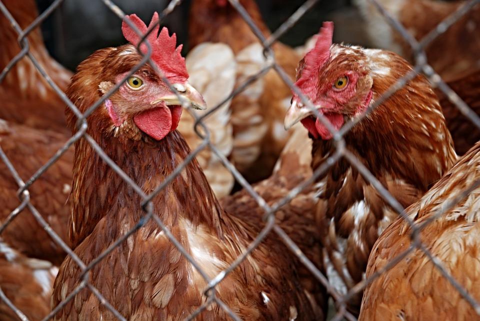 Bird Flu Cripples Poultry Exports