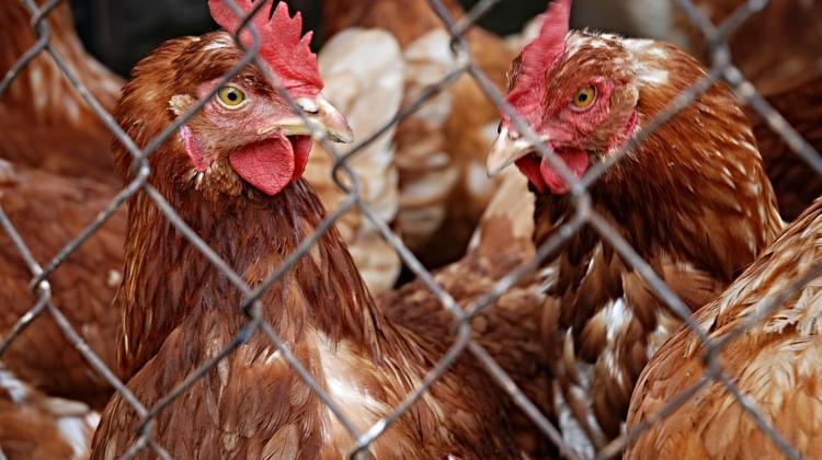 Bird Flu Cripples Poultry Exports