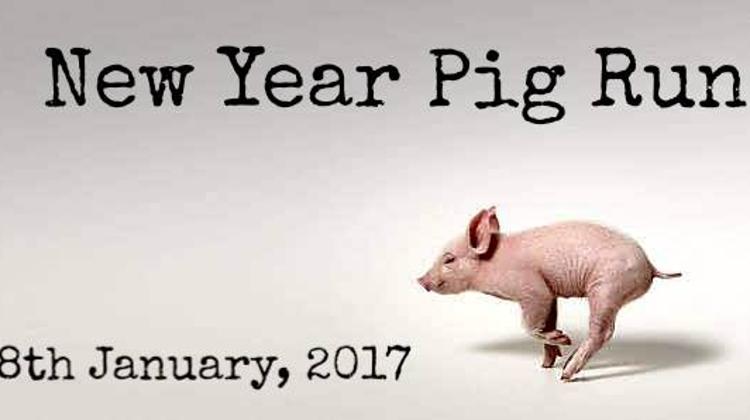 “Pig Run” In Budapest, 8 January
