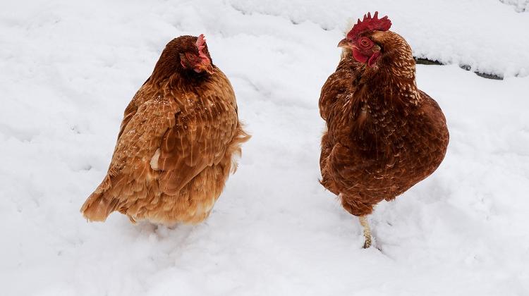 Bird Flu Costs Over EUR 9.8m In Hungary