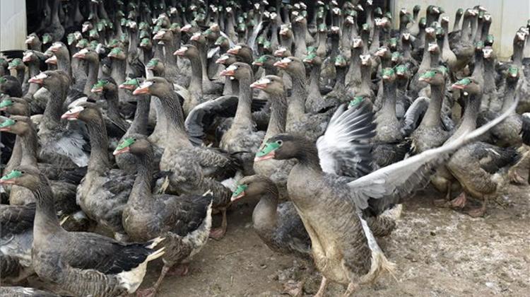 Govt Pays Out EUR 3.75m To Compensate Bird Flu-Hit Poultry Farmers