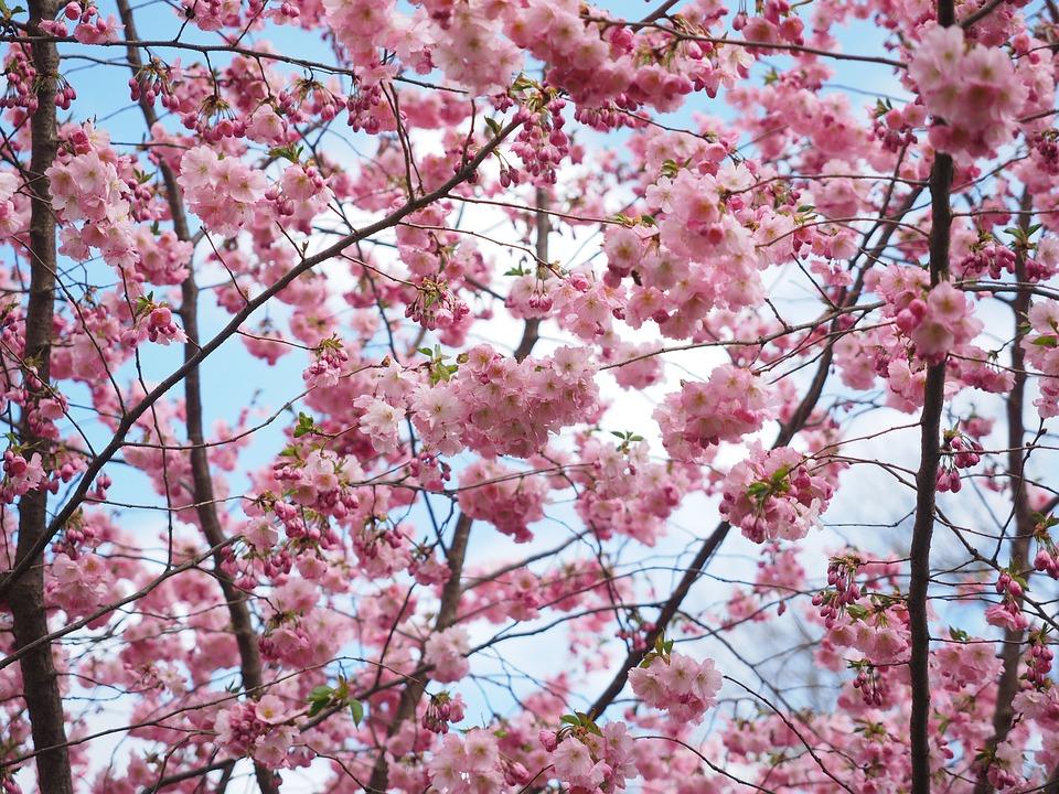Cherry Blossom Fest in Budapest